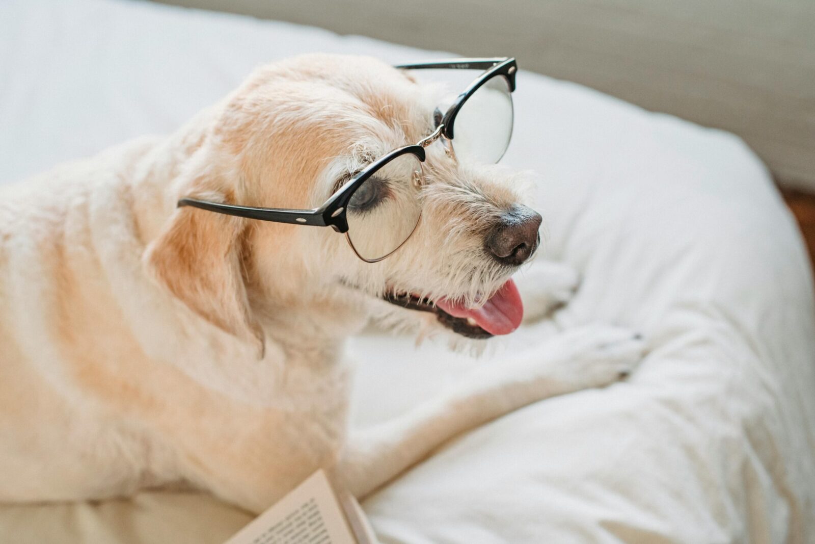 Adorable dog with glasses lying on a bed next to an open book, tongue out.