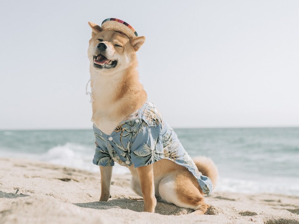 brown and white short coated dog on beach during daytime